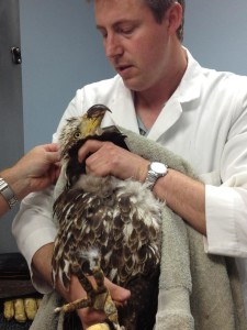 evergreen avian and exotic