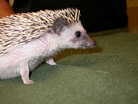 hedgehog-th