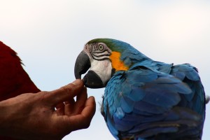 tame-blue-macaw-738185_1280
